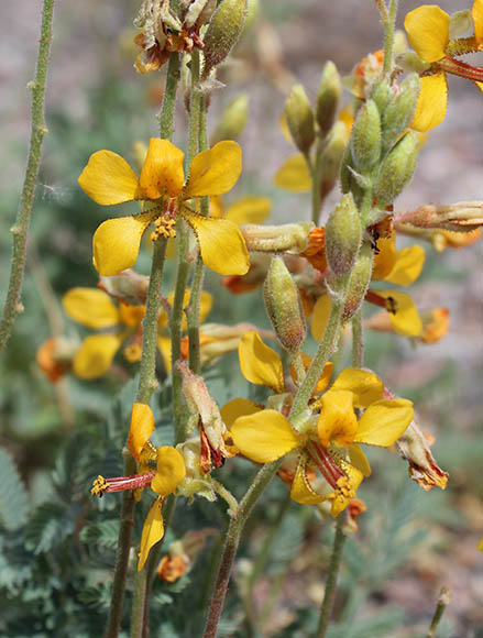  Hoffmanseggia glauca (Ortega) Eifert